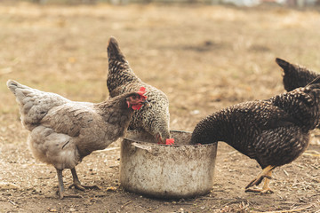 black and gray chickens peck food from the pan on the ground. rural landscape