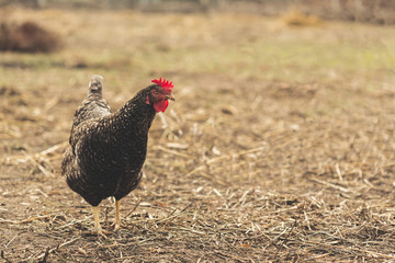 Bright Horizontal close-up portrait of dark gray chicken on a grass in village