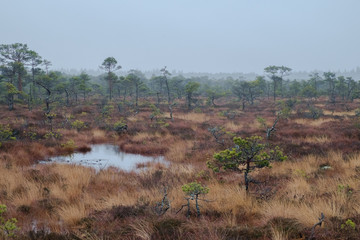 Wetlands in cloudy weather