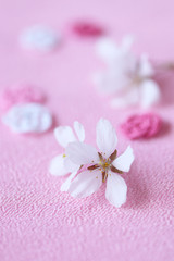 Fototapeta na wymiar 水引飾りと美しい桜の花