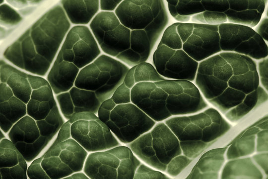 Texturas fractales en la naturaleza
