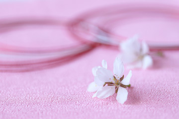 Obraz na płótnie Canvas 美しい桜の花と紅白の水引