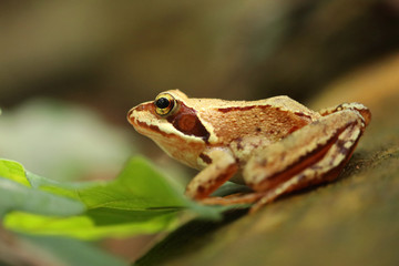 Fotografía macro de una rana patilarga (Rana iberica) con ambiente de bosque. Retrato de una pequeña rana ibérica con colores vivos.  Lugo, Galicia, España. 