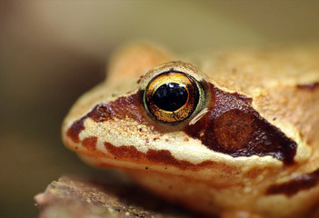 Fotografía macro de una rana patilarga (Rana iberica) con ambiente de bosque. Retrato de una pequeña rana ibérica con colores vivos.  Lugo, Galicia, España. 