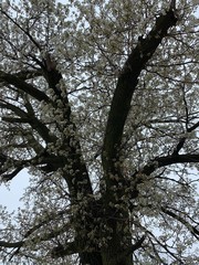 cherry blossoms of tree
