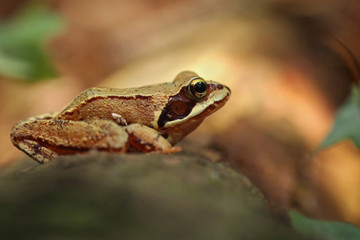 Fotografía macro de una rana patilarga (Rana iberica) con ambiente de bosque. Retrato de una pequeña rana ibérica con colores vivos.  Lugo, Galicia, España. 