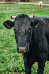 A black horned, dairy cow grazes. Close-up 