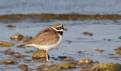 Little Ringed Plover on river, Charadrius dubius