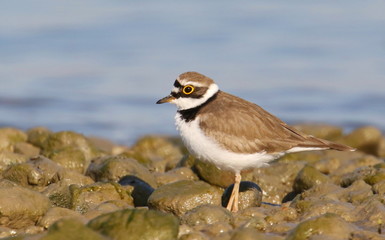 Little Ringed Plover on river, Charadrius dubius