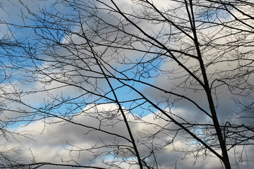 Branches of a tree without leaves on the background of the sky with clouds. Spring