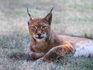 Fotobehang Lynx Nieuwsgierige boreale lynx (Lynx lynx) die naar de camera kijkt door het hek van een dierentuin. Deze schattige bobcat deelde het eten met nog twee andere lynxen in gevangenschap.  © Fernando