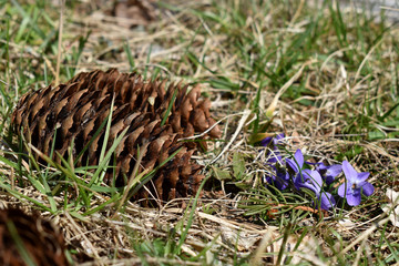 Fichtenzapfen mit Veilchen