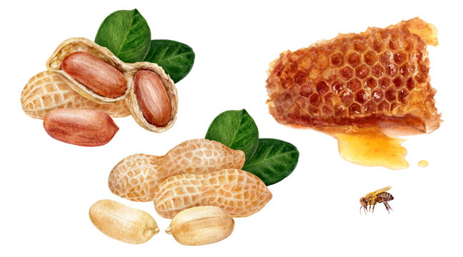 Honey comb peanut set watercolor isolated on white background