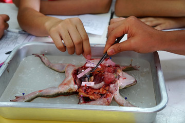 Education anatomy frog and Respiratory system of frog in laboratory.  Learning about anatomy of a dissected frog in Scientific laboratory activities.