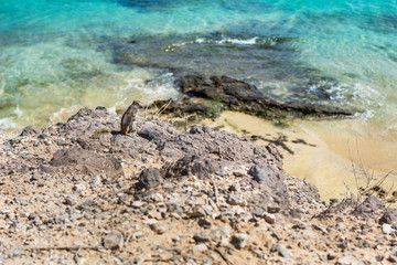 A squirrel on top of the rocks near the beach, from above you can see the sand and the turquoise sea.