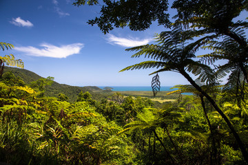 Alexandra lookout in the middle of the tropical rain forest with fern in the foreground and the mouth of the daintree river in the background. Daintree National Park, Queensland, Australia.
