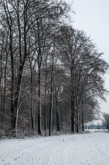 Winterlandschaft, Winter, Schnee, Frost, Weg, Feldweg, Bäume, Wald, Landschaft