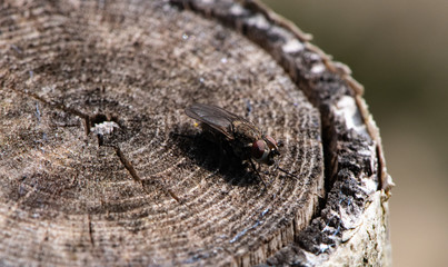 mouche sur bois coupé