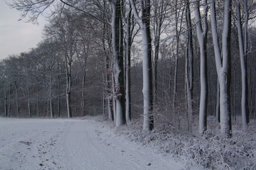 Winterlandschaft, Winter, Schnee, Frost, Weg, Feldweg, Bäume, Wald, Landschaft