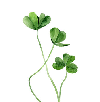 Clover leaves. Plant stem. Detail for card, postcard, wedding invitation, greeting, pattern. Watercolour illustration on white background.