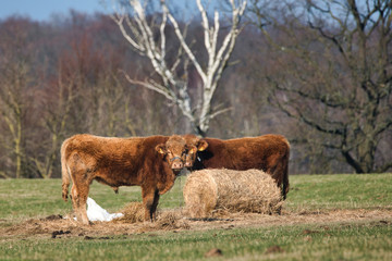 calf in the pasture