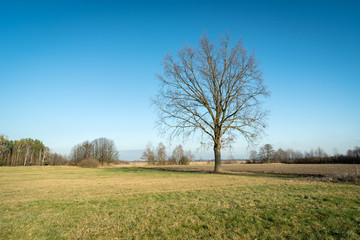 Fototapeta na wymiar Large oak without leaves in the field, sunny day