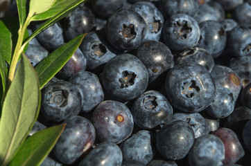 Fresh organic blueberry background. Texture blueberry berries close up. 
Concept of healthy and dieting eating