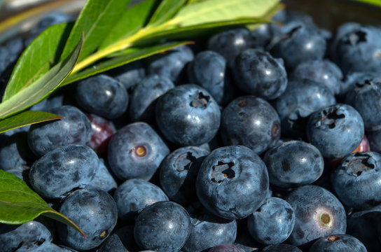 Fresh organic blueberry background. Texture blueberry berries close up. 
Concept of healthy and dieting eating