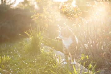 Chat