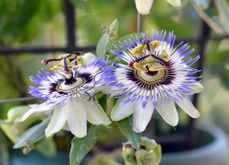 Passion flowers in a pot