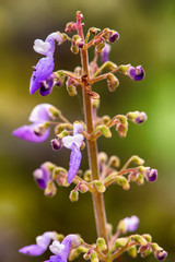 The flowers are beautiful and refreshing on a nature background.