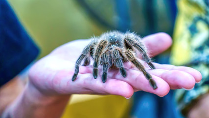 Giant spider is on hand. It is a popular pet in Thailand.