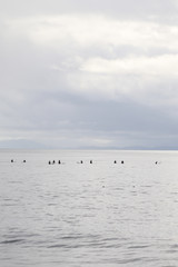 Surfers waiting on Waves