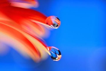 Gentle reflection on the water droplets macro photo