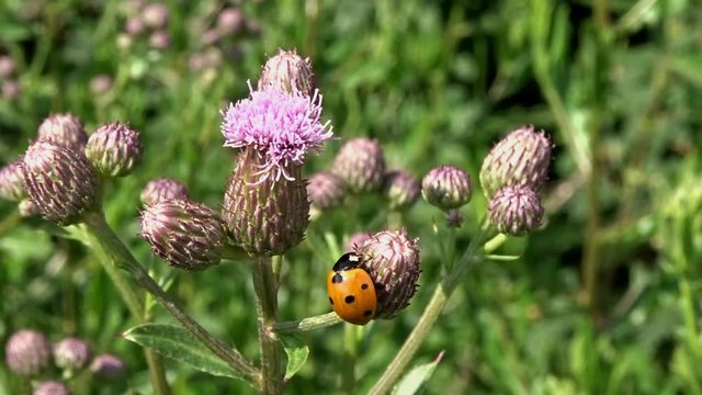 A red orange Ladybird bug,  Coccinella magnifica,  on a wild violet flower Creeping Thistle under the warm sunlight
