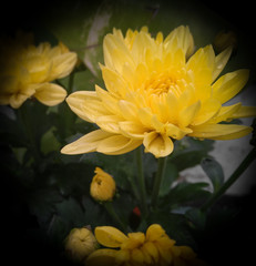 yellow flowers on a black background