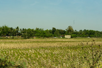 Fototapeta na wymiar paddy fields after the crops are cut down