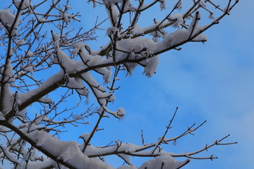 Schnee, Zweige, Winter