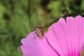 Beerenwanze auf einer lila Blüte, Dolycoris baccarum