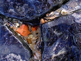 Ufer, See, Meer, Muschel, Küste