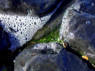 Ufer, See, Meer, Muschel, Küste