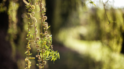 Nature