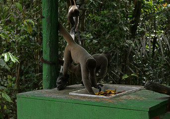 feeding wild monkeys in a national park in the Amazon in Brazil