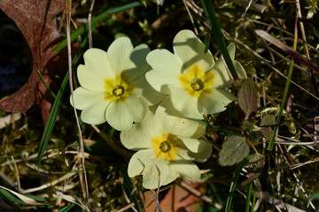 Primel, Primula vulgaris