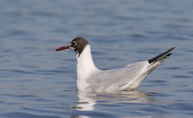 Black-headed gull in water, Larus ridibundus  