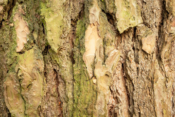 Green-brown tree bark in close-up, background