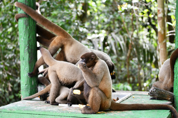 feeding wild monkeys in a national park in the Amazon in Brazil