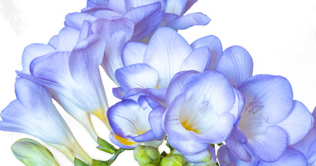 Blue freesia flowers