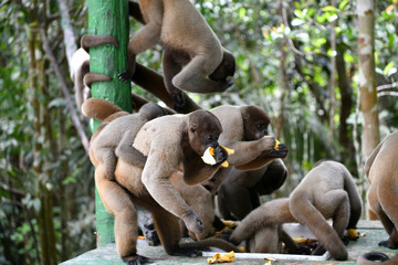 feeding wild monkeys in a national park in the Amazon in Brazil