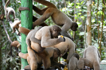 feeding wild monkeys in a national park in the Amazon in Brazil